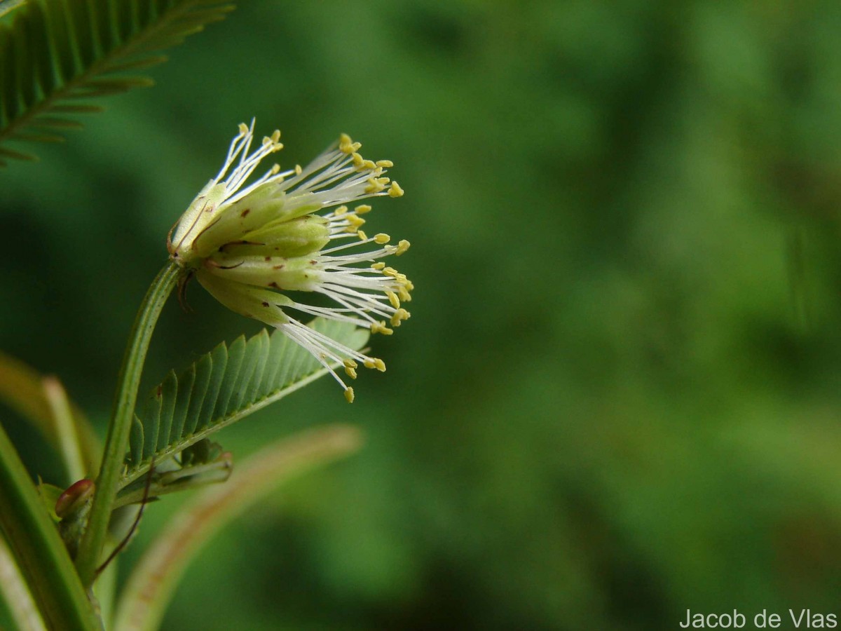 Desmanthus virgatus (L.) Willd.